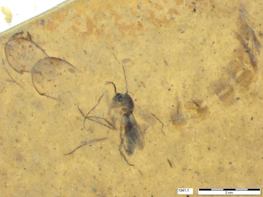 Mycetophilidae