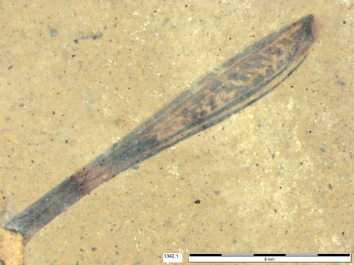 Genus sp