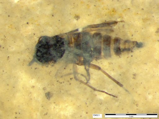 Diptera
