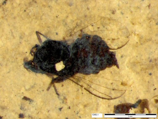 Diptera
