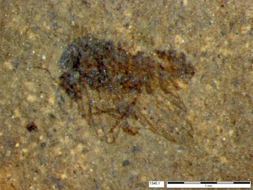 Psychodidae