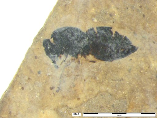Genus sp