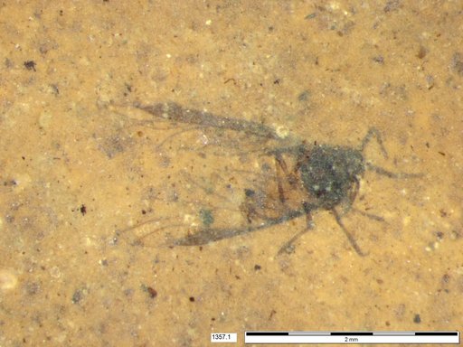 Aphididae
