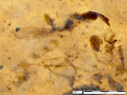 Chaoboridae