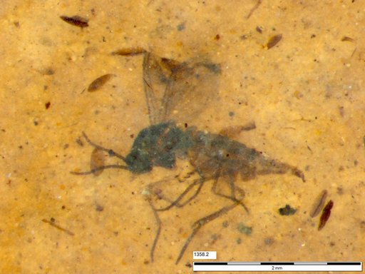 Sciaridae