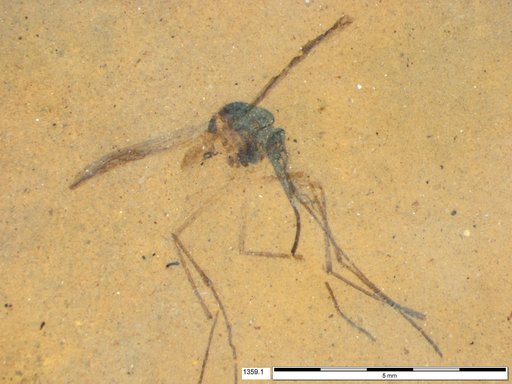 Genus sp