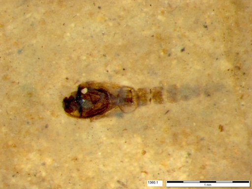 Diptera