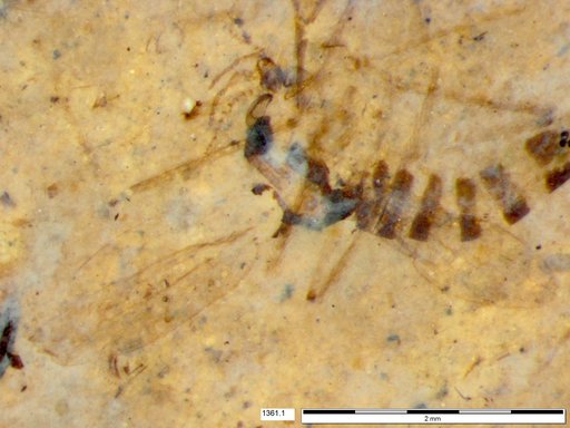 Chaoboridae