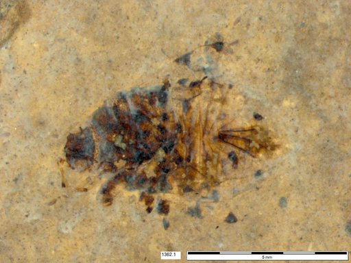 Genus sp