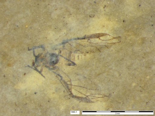 Aphididae