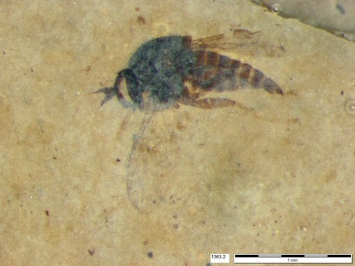 Diptera