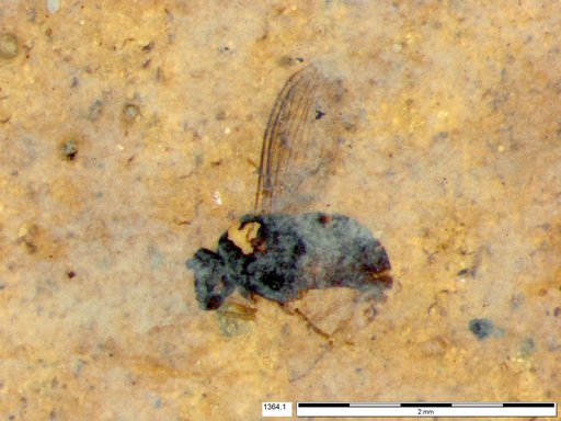 Diptera
