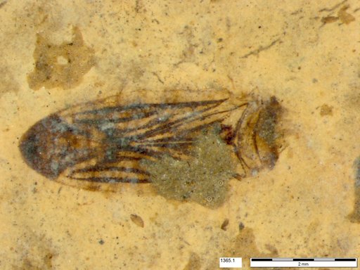 Corixidae
