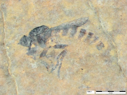 Diptera
