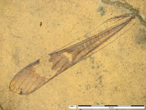 Genus sp