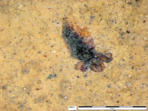 Tracheophyta