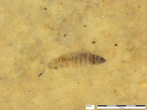 Genus sp