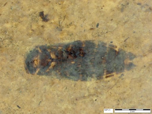 Corixidae