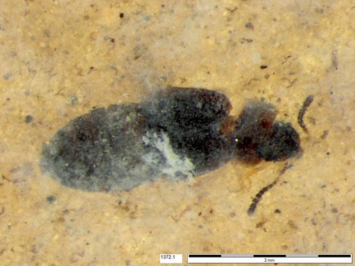Genus sp
