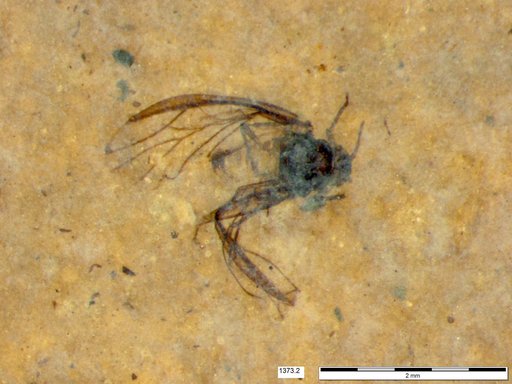 Aphididae