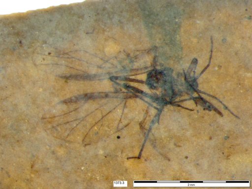 Aphididae