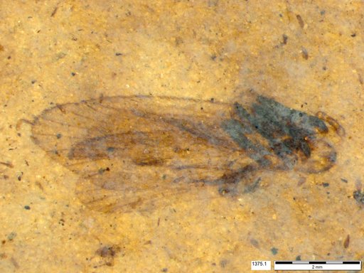 Insecta