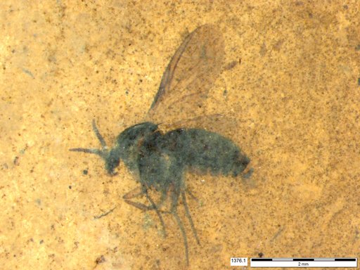 Diptera