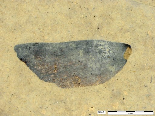 Tracheophyta