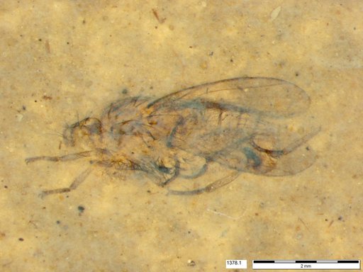 Diptera