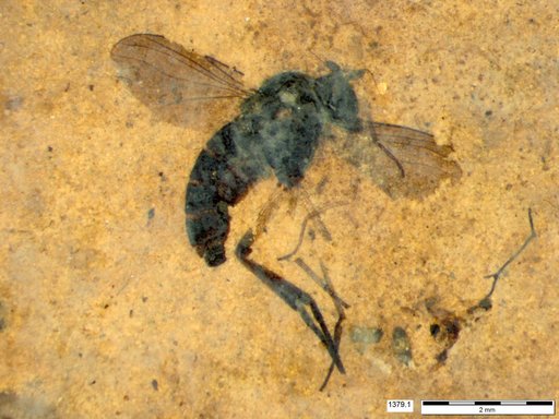 Diptera