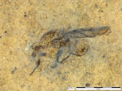 Diptera