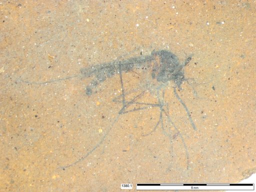 Genus sp
