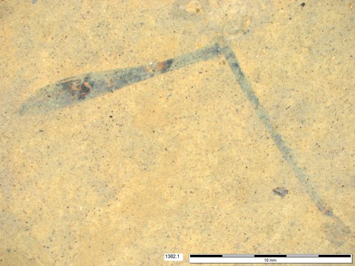 Genus sp