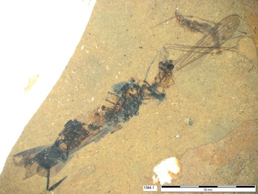 Genus sp
