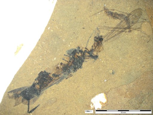 Genus sp
