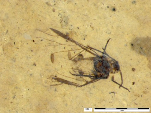 Aphididae