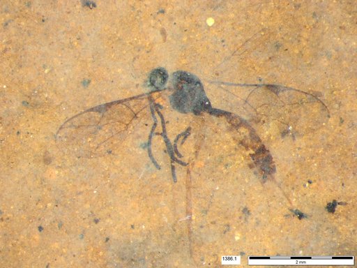 Ichneumonidae