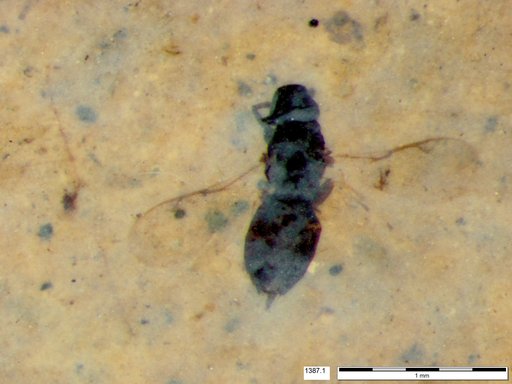 Genus sp