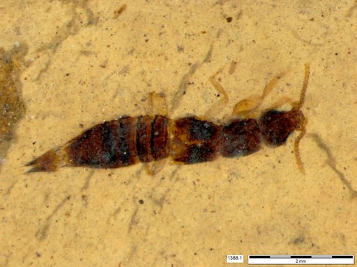 Genus sp