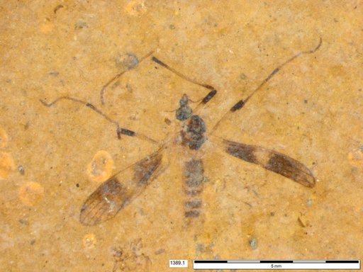 Diptera
