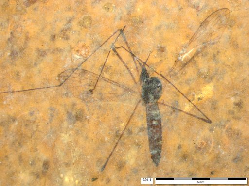 Diptera