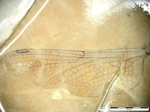 Aeshnidae