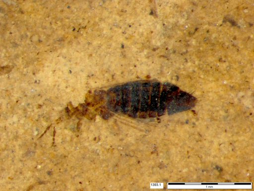 Genus sp