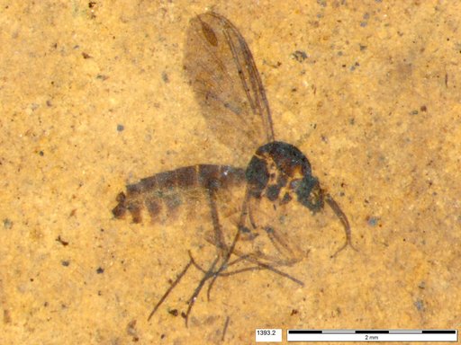 Diptera