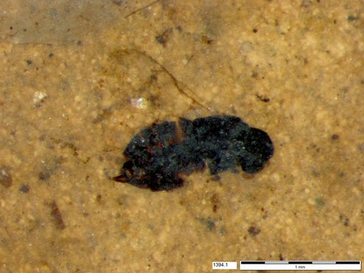 Genus sp