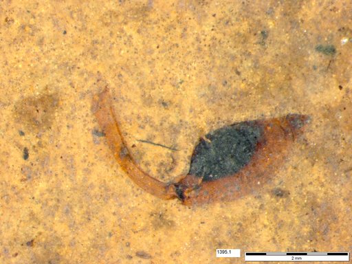 Tracheophyta