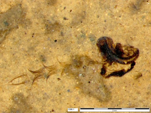 Chaoboridae