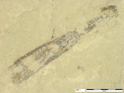 Genus sp