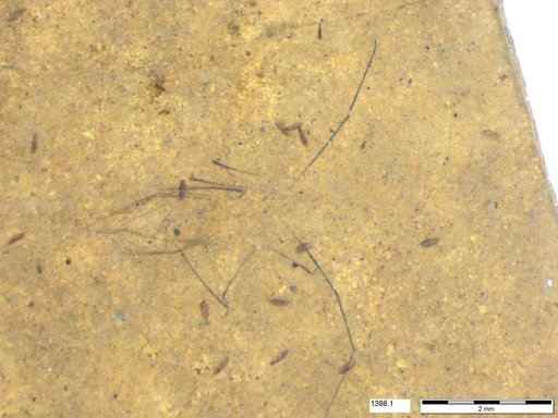 Insecta