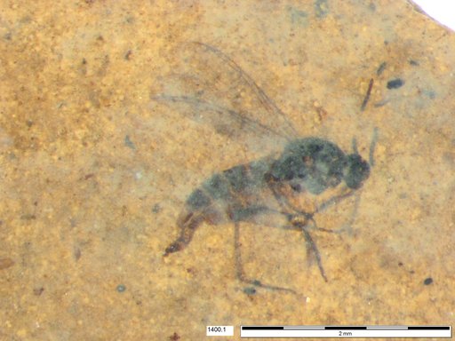 Sciaridae